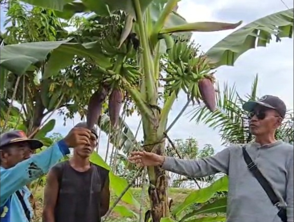 Langka! Pisang Bertandan Dua dan Berjantung Tiga Tumbuh di Kebun Sawit Warga Sungai Keruh