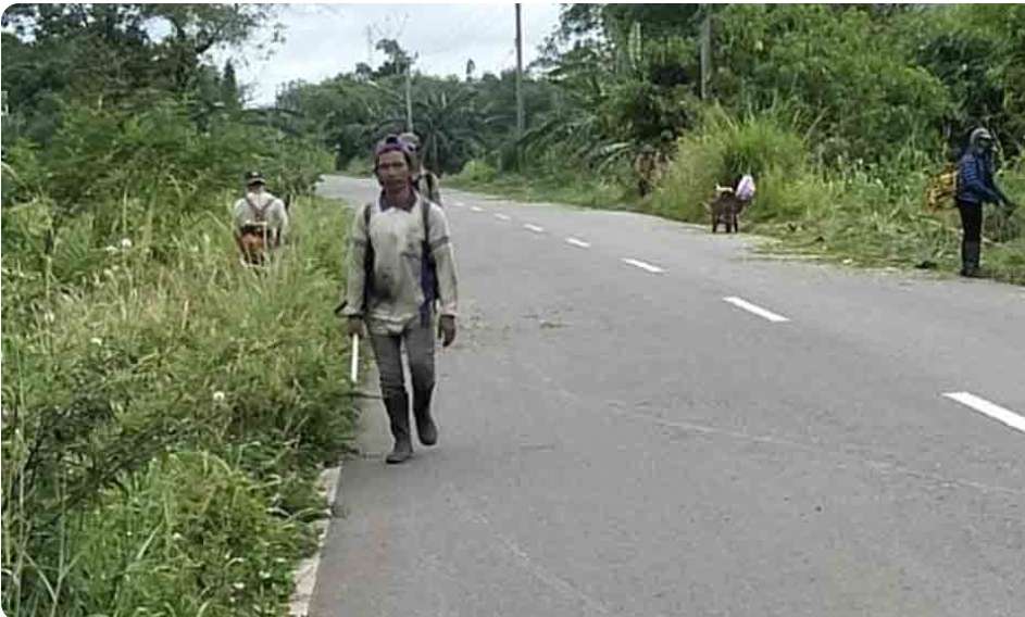 Halangi Pandangan, Rumput di Jalinteng Dibersihkan