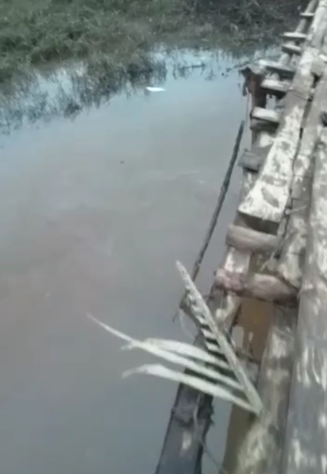 Ditemukan Ikan Mati di Sungai Dawas, Diduga Dampak Tercemar Minyak Mentah