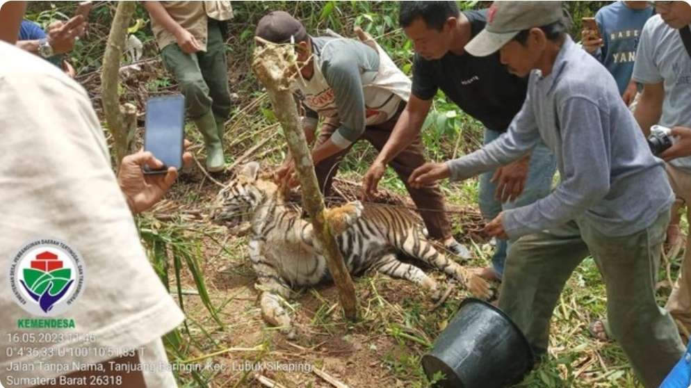 Harimau Sumatera Ditemukan Terjerat Perangkap Babi Milik Warga, Ini Lokasinya