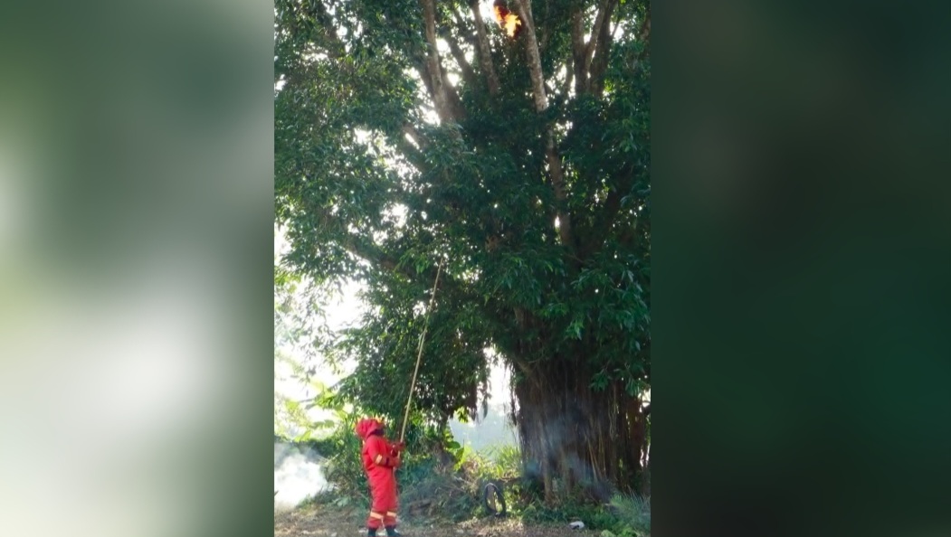 Respons Cepat Damkar Muba Amankan Sarang Tawon Raksasa di Permukiman Warga Sekayu