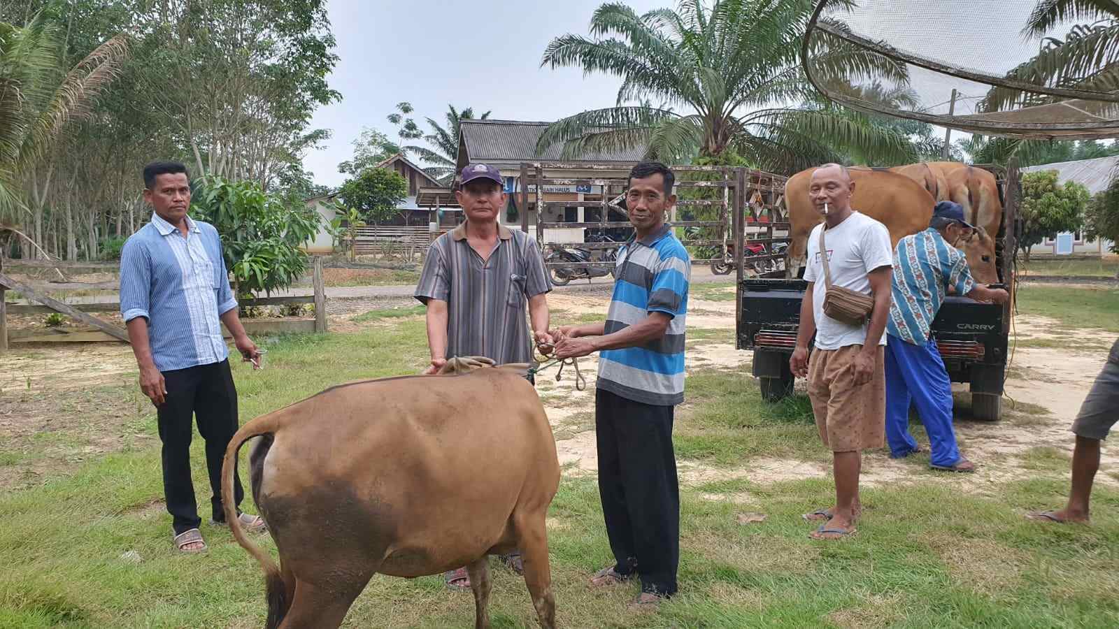 Program Ketahanan Hewani, Pemdes Nusa Serasan Luncurkan Peternakan Sapi