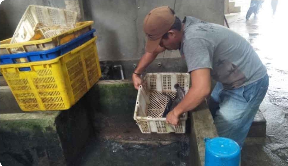Selama Bulan Ramadhan, Permintaan Ikan Lele di Sanga Desa Meningkat