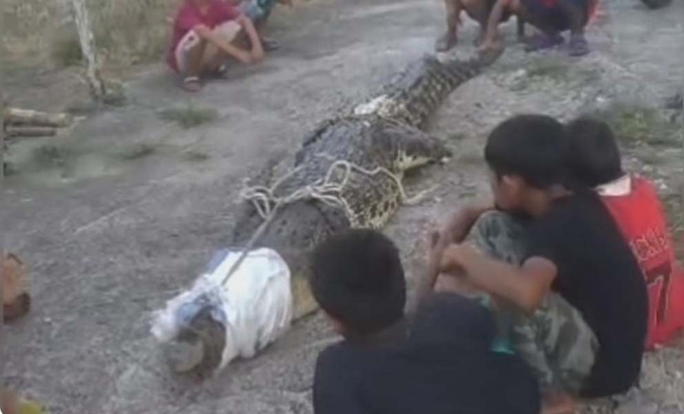 Warga Banyuasin Amankan Buaya Sepanjang 3 Meter, Disini Lokasinya