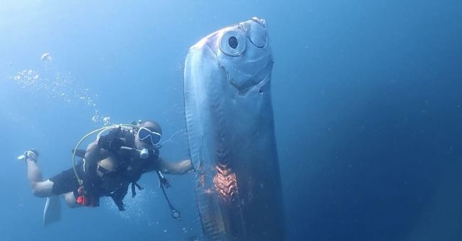 Mengungkap Misteri Oarfish, Apakah Benar Membawa Pertanda Kiamat?