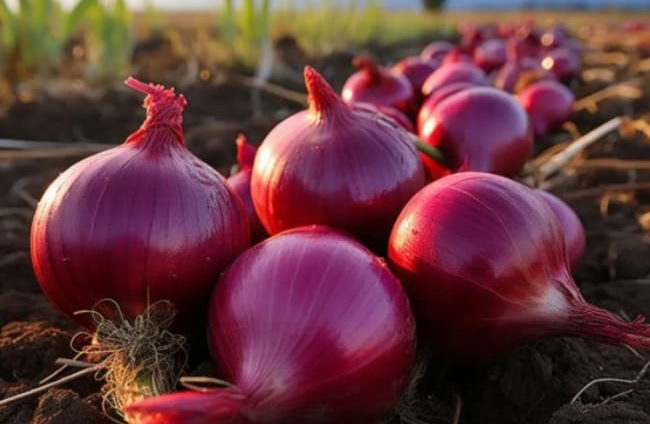 Tidak Hanya Sebagai Bahan Dapur, Ini Manfaat Bawang Merah Untuk Kesehatan