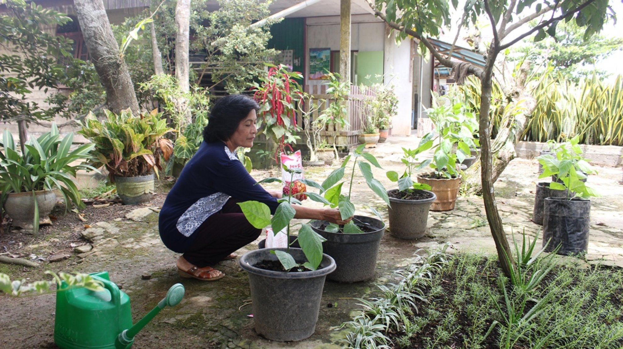 Mengoptimalkan Pekarangan Rumah dengan Tanaman Obat Keluarga untuk Kesehatan Alami