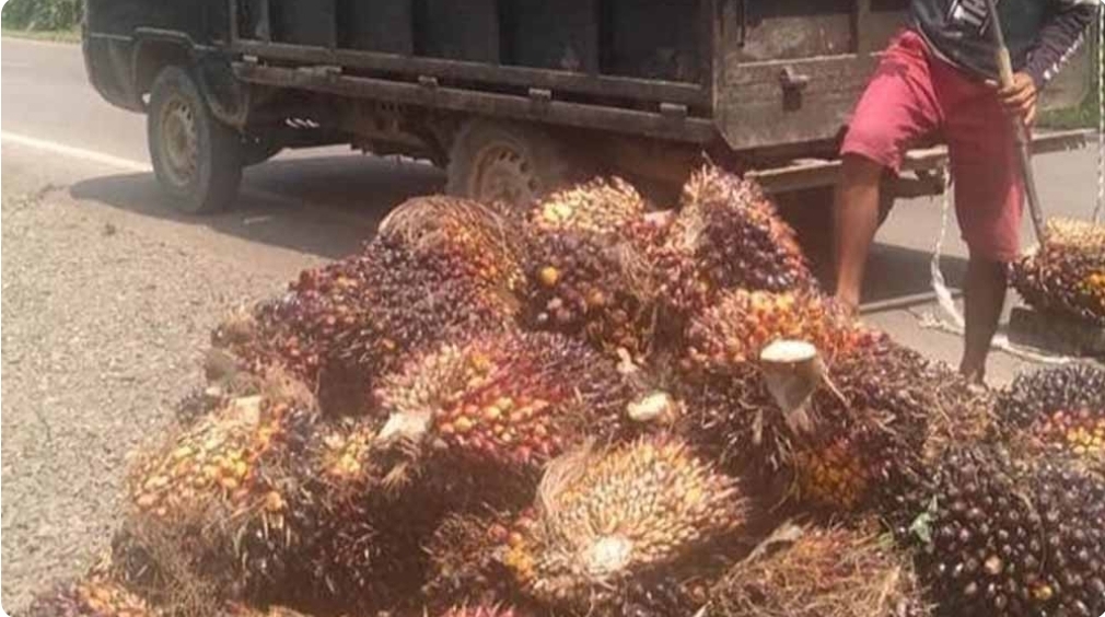 Harga Buah Sawit di Sanga Desa Membaik, Produksi Menurun