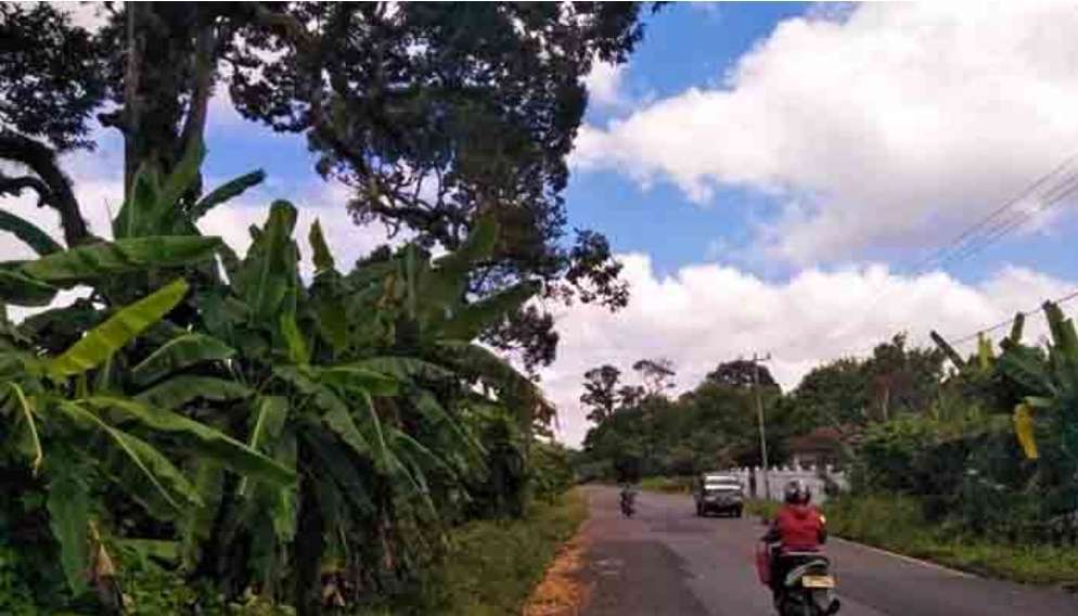 Musim Kemarau, Buah Durian Diprediksi Tak Maksimal