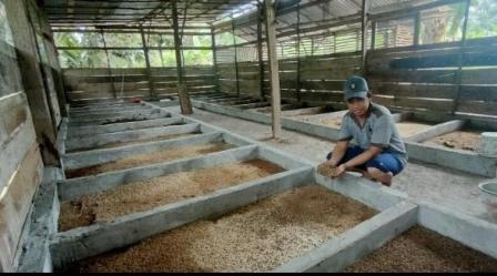 Di Sanga Desa, Ada yang Budidaya Maggot Black Soldier Fly, Hasilnya Cukup Mengiurkan Loh