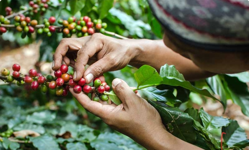 Petani Kopi Sumsel Auto Senyum, Harga Jual Melejit Hingga Rp 70 Ribu Perkilo