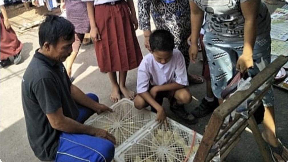 Perawatan Ekstra Diperlukan untuk Anakan Ayam Saat Musim Hujan