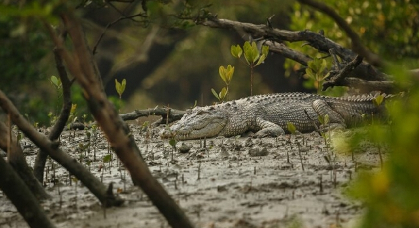 WOW! Seorang Pria Paruh di Riau Ditemukan Meninggal Diperut Buaya, Begini Kronologisnya