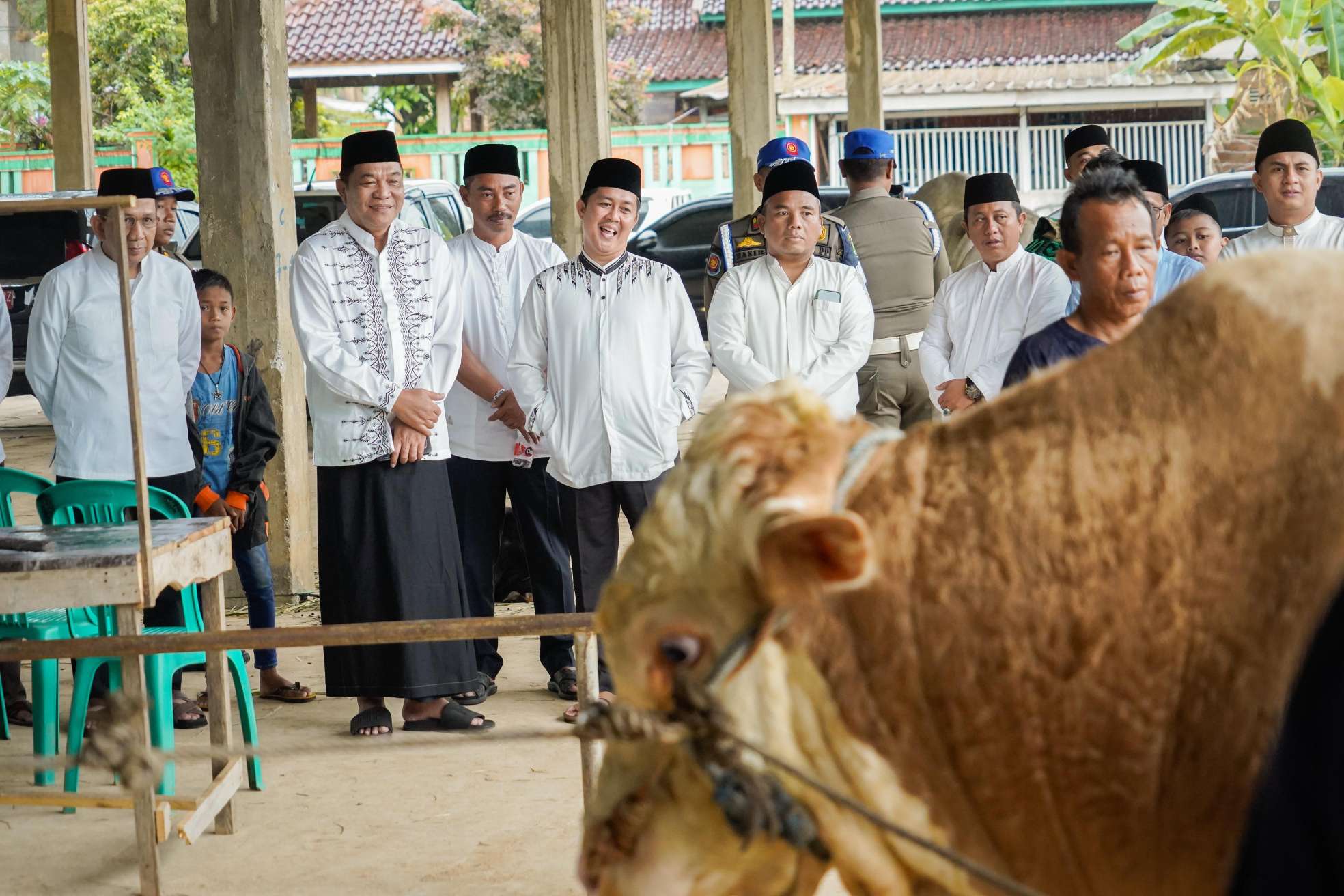 Warga Muba Sembeli Sapi Qurban Presiden Prabowo, Simental Seberat 802,5 Kg