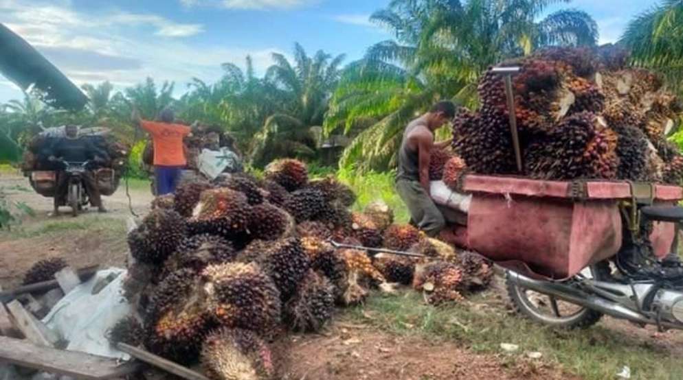 Harga Jual TBS Sawit Kembali Baik, Petani Di Sanga Desa Tersenyum Sumringah