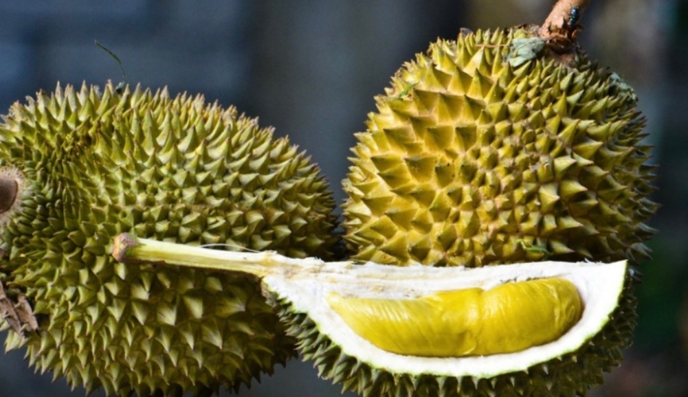 8 Tips Membawa Durian Agar Tidak Bau Didalam Mobil Pribadi