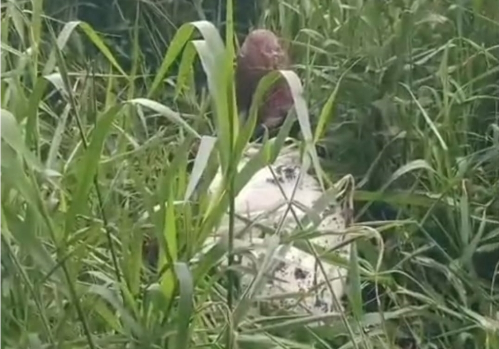 Mayat Dalam Karung Gegerkan Warga Ngulak 3, Diduga Korban Pembunuhan Sadis