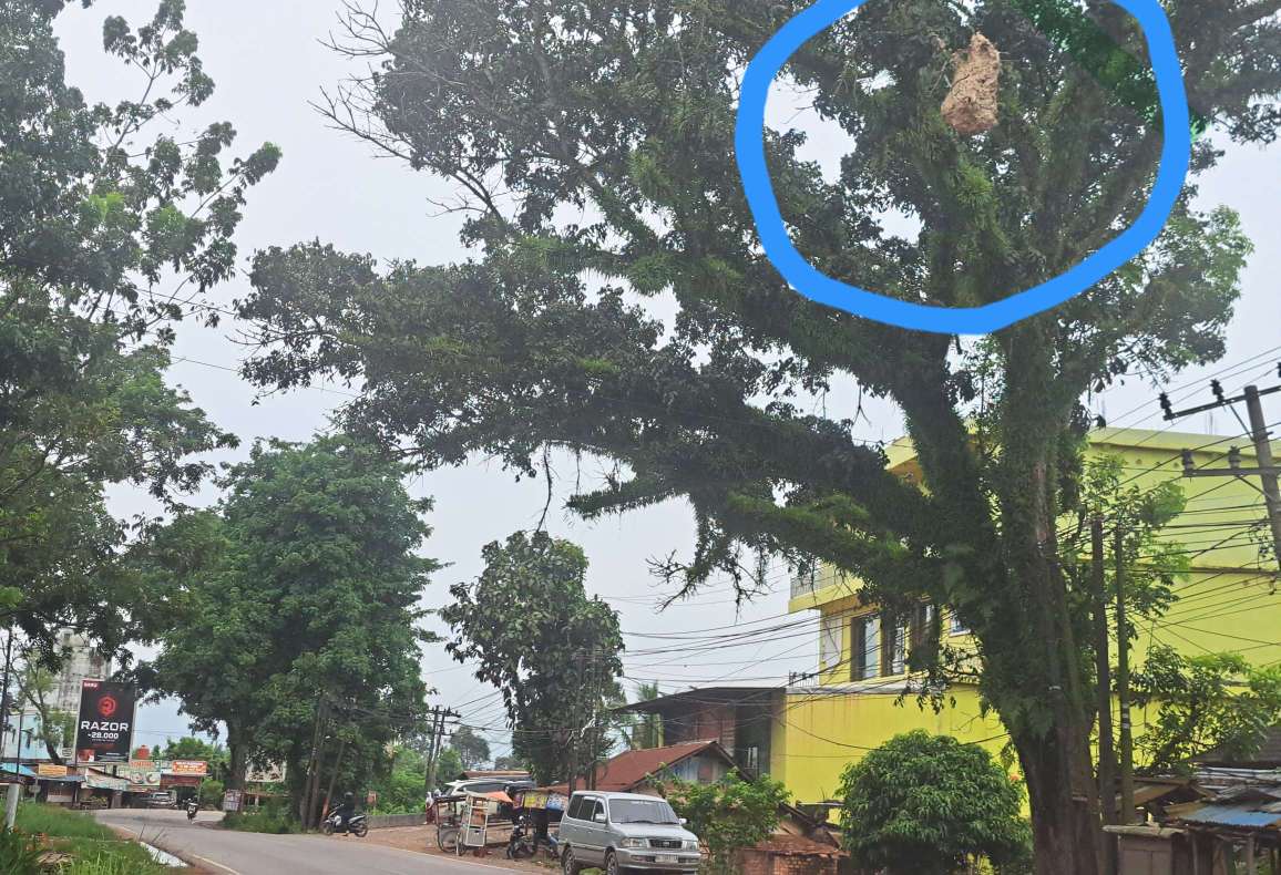 Warga Sungai Lilin Resah, Sarang Tawon Besar Menggantung di Atas Jalintim