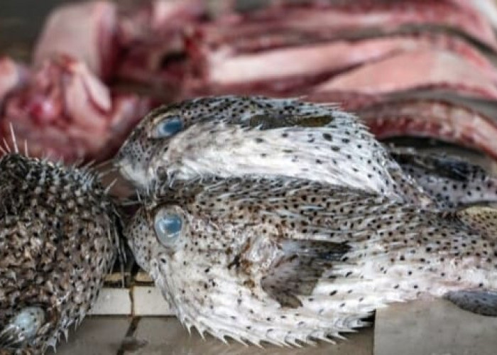 Hati-hati Sebelum di Konsumsi, Ikan Buntal Memiliki Racun Setara Sianida 