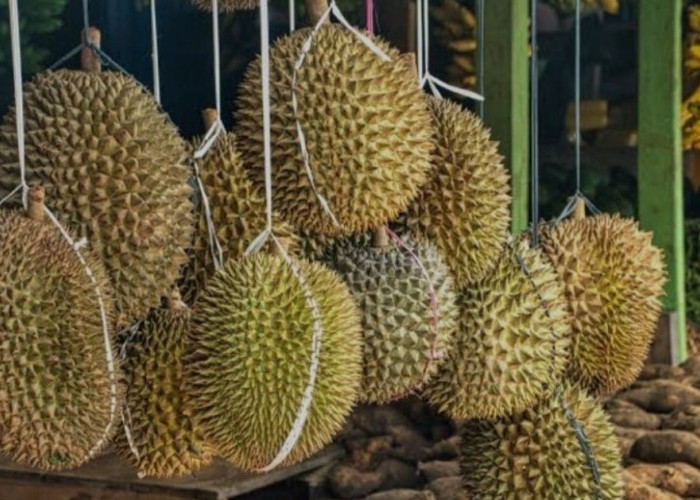 Tidak Hanya di Muba, Buah Durian di Kabupaten Lahat Juga Sudah Mulai Panen