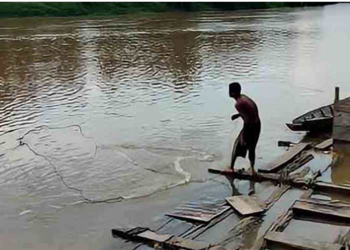 Musim Kemarau, Air Sungai Musi Surut, Pendapatan Nelayan di Sanga Desa Tak Menentu