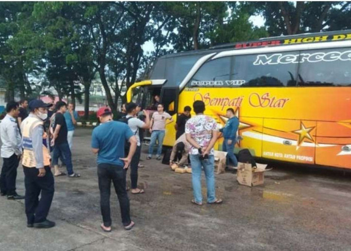 Ganja Sebanyak 30 Kg Asal Aceh Diamankan Polisi di Palembang, Dibawa Kurir Naik Bus AKAP Tujuan Bandung 