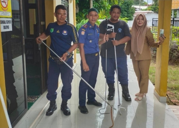 Ular Masuk Mushola Kantor Disdagperin Muba, Damkar Sekayu Gerak Cepat Lakukan Evakuasi