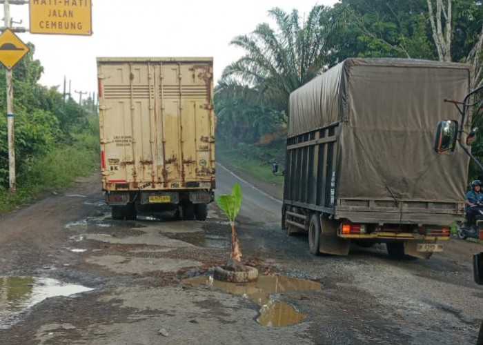 Jalan Rusak di Jalintim Tungkal Jaya Ditanami Pisang, Warga Keluhkan Belum Ada Perbaikan