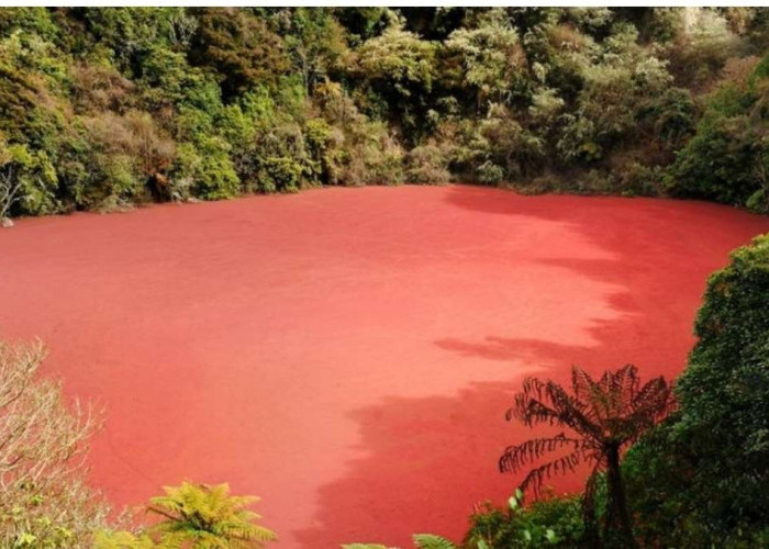 Danau Merah Rimba Candi, Lokasi Asik Untuk Berpetualang, Berada di Perbatasan Sumsel dan Bengkulu