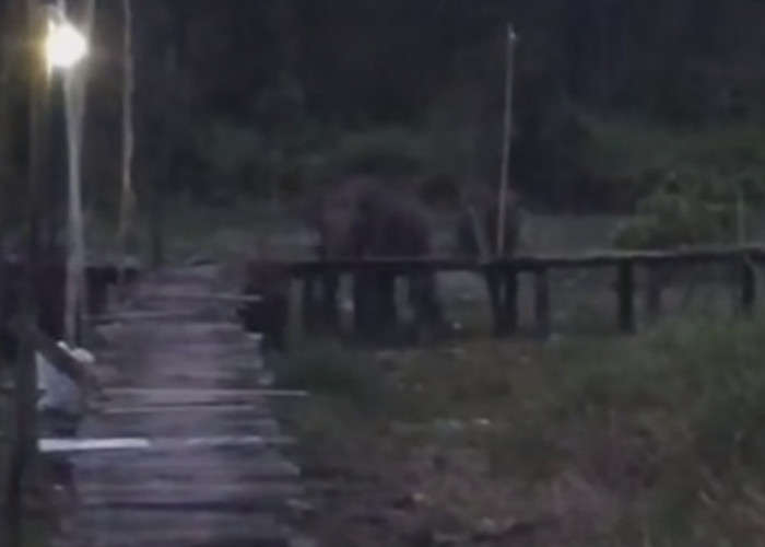 Heboh Video Gajah Liar Masuk Pemukiman warga di Tulung Selapan, Ini Langkah BKSDA