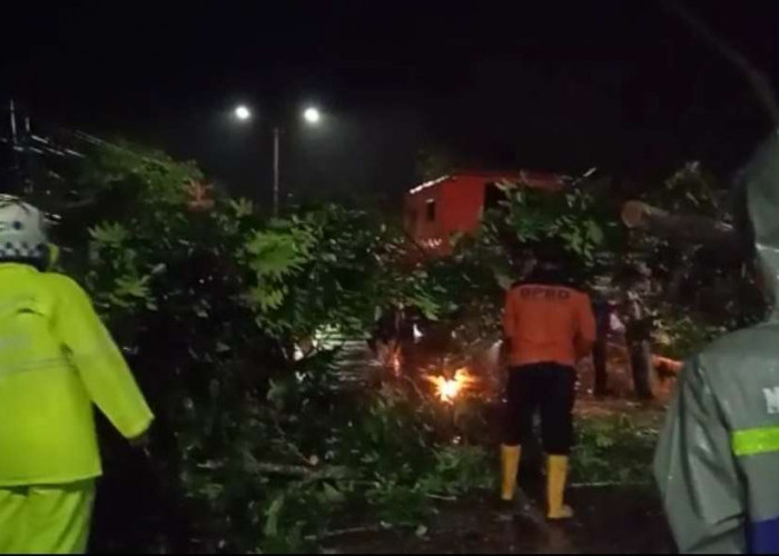 Hujan Deras Sebabkan Pohon Tumbang, Tutupi Jalan Protokol Kota Sekayu, Tim Satlantas Bantu Evakuasi 