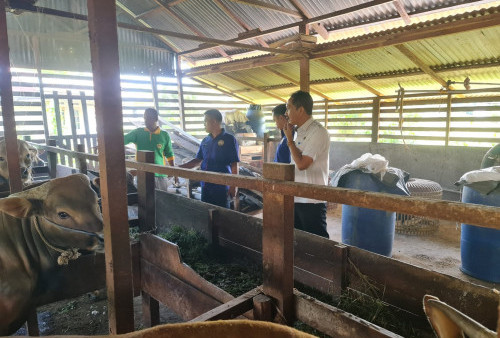 Pastikan Hewan untuk Kurban Sehat Jelang Idul Adha, Dinas TPHP Periksa Kesehatan