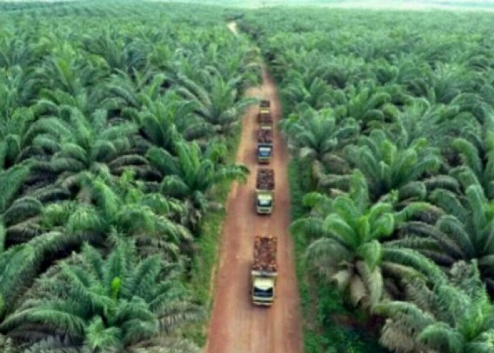 Pemerintah Indonesia Merencanakan Rehabilitasi 3,3 Juta Hektar Perkebunan Sawit Ilegal