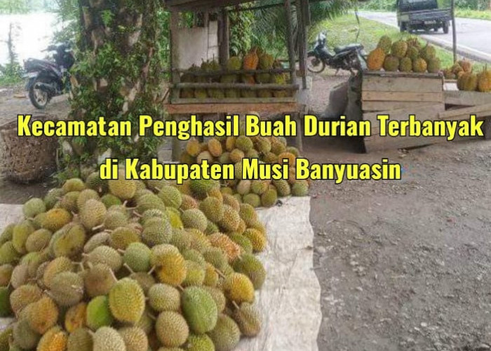 4 Kecamatan Penghasil Buah Durian Terbanyak di Kabupaten Musi Banyuasin, Januari-Februari Anda Wajib Kunjungi 
