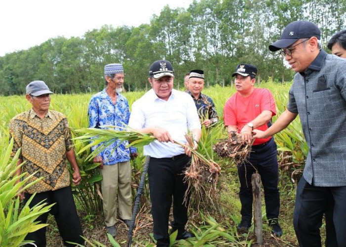 Herman Deru  Apresiasi  Inisiatif Masyarakat Desa Merah Mata Kembangkan Komoditi Laos