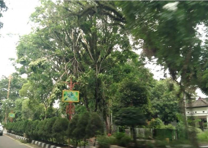 Hadapi Musim Hujan, DLH Muba Bersihkan Pohon Tua di Kota Sekayu, Kurangi Dampak Pohon Tumbang