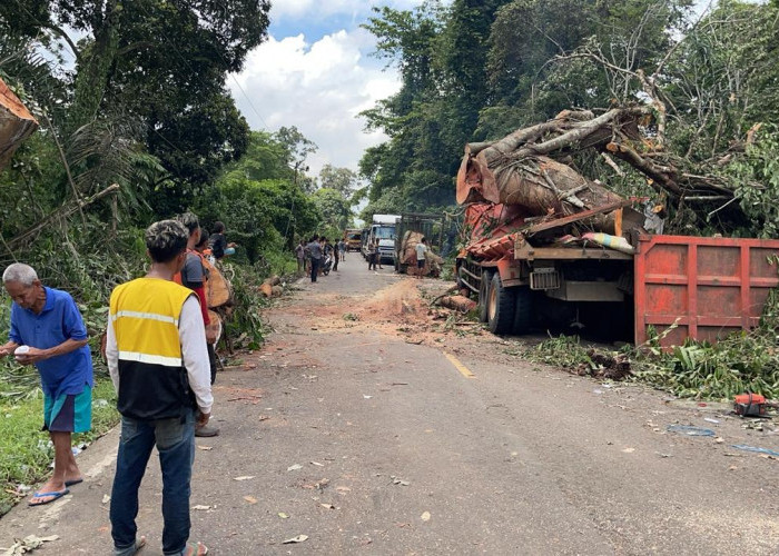 UPDATE Terbaru! Pohon Tumbang di Desa Sereka, Sudah Dievakuasi Arus Lalulintas Kembali Lancar