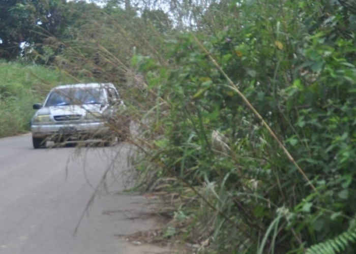 Musim Hujan, Rumput Liar Mulai Masuki Badan Jalan