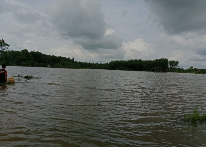 Puluhan Hektar Sawah di Kecamatan Sanga Desa Terendam Banjir, Petani Dipastikan Gagal Panen