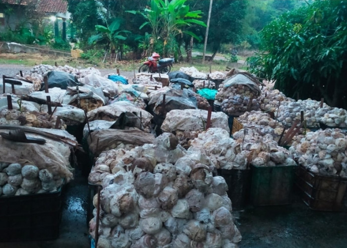 Awal Tahun Petani Karet di OKI Berharap Harga Naik