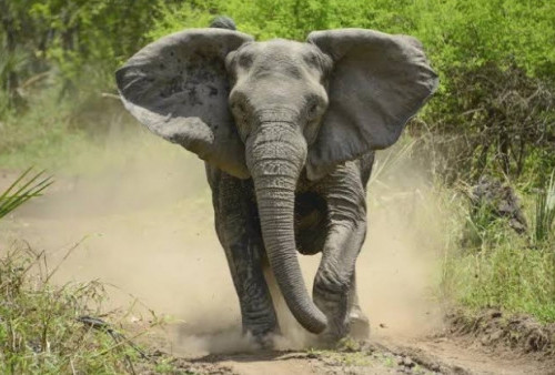 Gajah Liar Ngamuk, Satu Warga Air Sugihan Meninggal