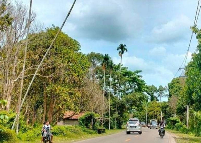 Batang Pinang Ancam Pengendara Jalinteng Sekayu-Lubuk Linggau, Pengendara Diminta Berhati-hati