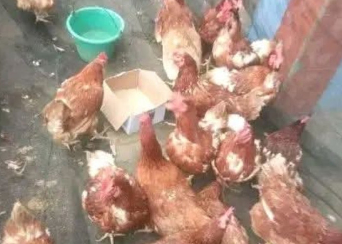 Jelang Lebaran, Ayam Merah Diserbu Pembeli di Pasar Kalangan Ngulak, Pedagang Raup Untung