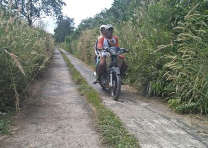 Hampir Tertutup Oleh Rumput Liar, Jalan di Kelurahan Ngulak Ini Butuh Pembersihan
