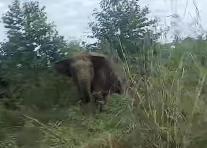 Viral, Video Gajah Liar Ngamuk di Jalan Penghubung Pali dan Musi Rawas