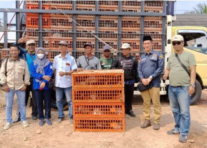 Ratusan Warga Terima Bantuan Ayam Kampung dan Pakan Ternak, Dari DPRD Banyuasin
