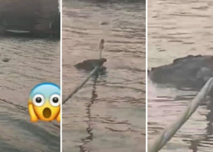 Heboh Video Buaya Muncul di Sungai Musi di Kawasan Gandus, Warga Diminta Waspada