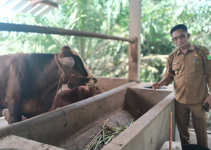 Pemdes Mulyo Rejo Genjot Ketahanan Pangan Lewat Pengembangan Ternak Sapi