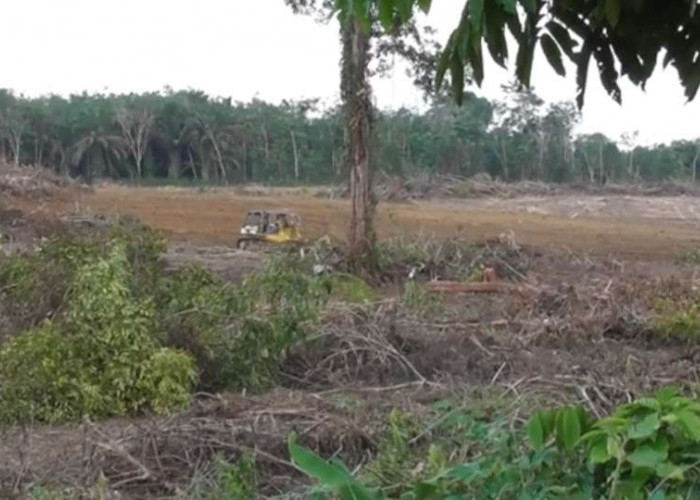 Pembangunan Tol Betung - Jambi Sudah Dimulai, Land Clearing Sudah Capai 5,1 Km