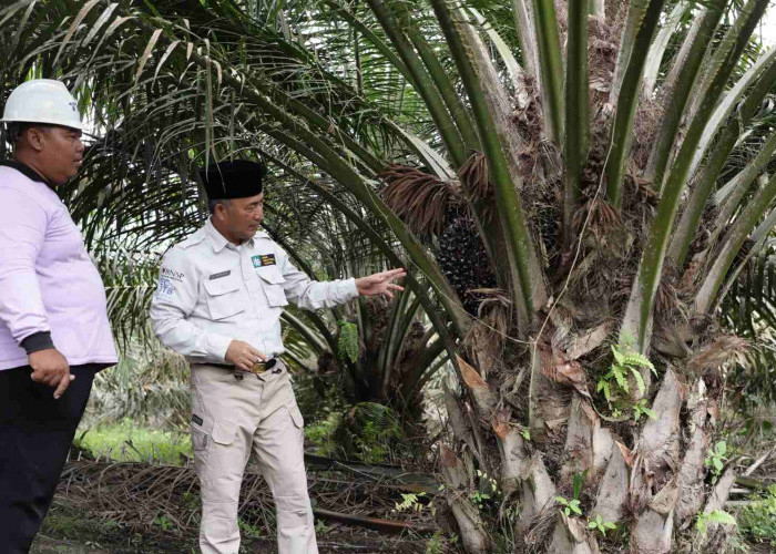 Pj Bupati Muba Terima Penghargaan Kementan, Atas Suksesnya Program Peremajaan Sawit 